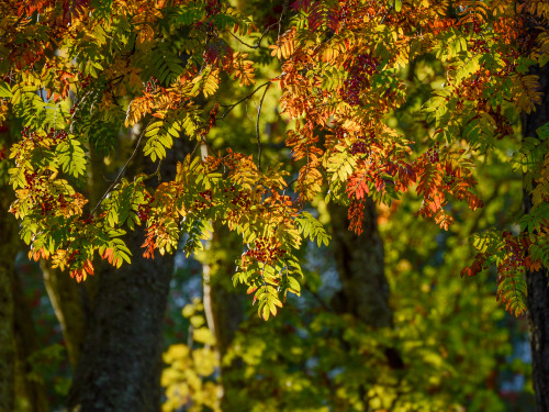 Some sunny autumny noon walk