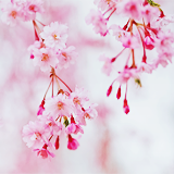 ryeou:  sakura (by 紅襪熊) 