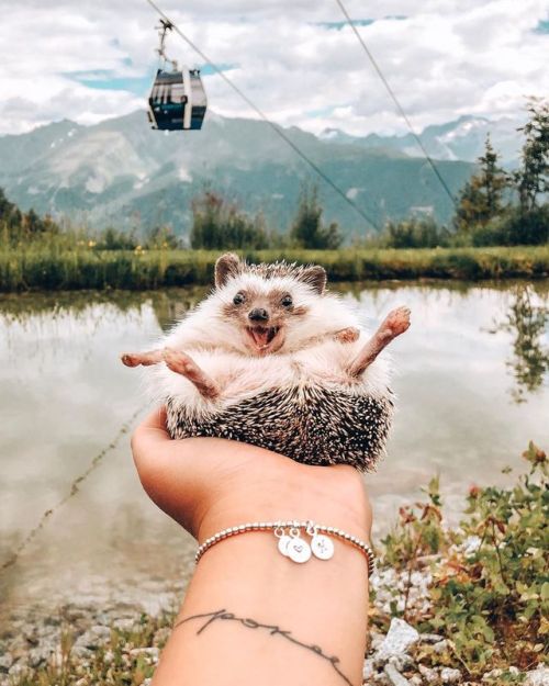 aviolaine:everythingfox:Mr. PokeeOh no