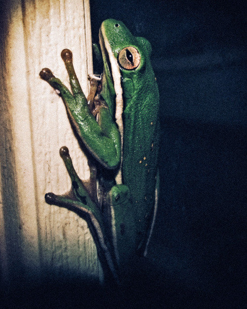 jasonlowder: American Green Tree Frogfor @naturelvr-69′s frog Friday #Frog Friday w/ @jasonlowder !W