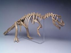 paperphiliac:  Origami Allosaurus Skeleton