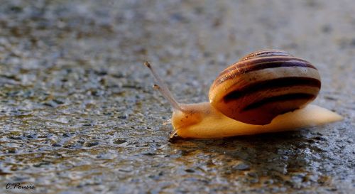 euph0r14:landscape | snail | by vpousis | http://ift.tt/2ghwT8Z