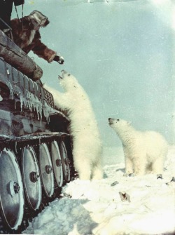 btrandkittens:  Soviet Union soldiers giving condensed milk to poor starving polar bear moms and cubs, and befriending the bears (rarehistoricalphotos.com) 