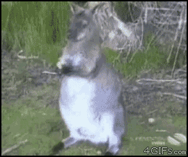 bored-no-more:  Robbed in broad daylight …. by a bird!  lol… He looks so… despondent.  D'aw.