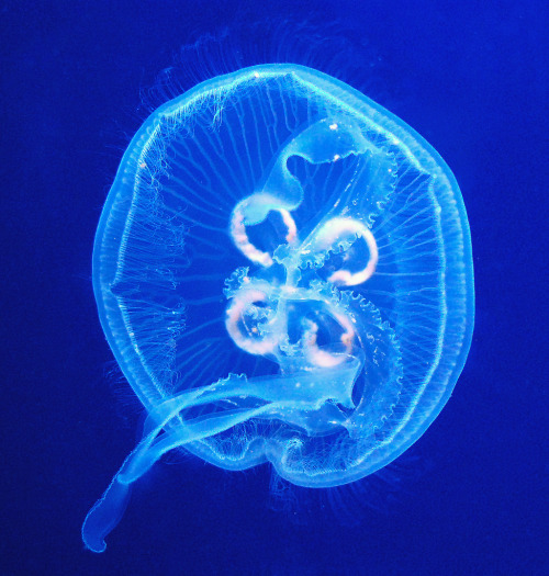 mooonjellies:    Keith Fox   