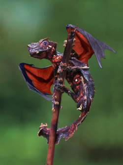 horrorfilledhate:  earlofslander:  omgbuglen:  The satanic leaf tailed gecko with flying fox wings.  Tell me that is not a baby dragon I dare you   If this was real, I’d buy it. (Wings are photoshopped)  I love reptiles.