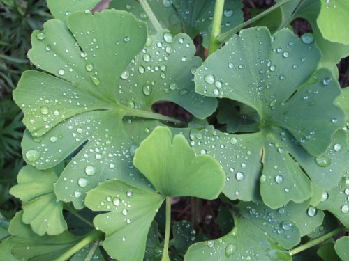 memorygirls:Raindrops on ginkgo leaves