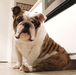 bulldogs omg