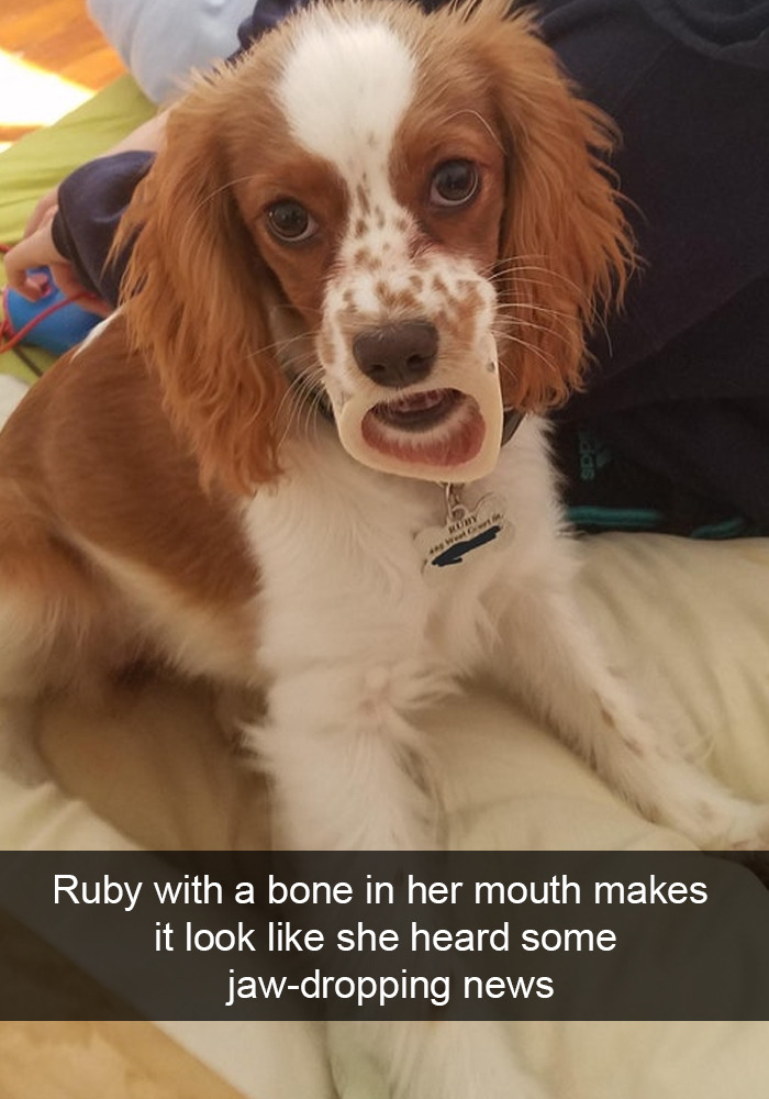 babyanimalgifs:  Dog snapsvia @animalsnaps