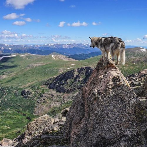 boredpanda: I Take My Wolfdog On Epic Adventures Because I Hate To See Dogs Locked Away