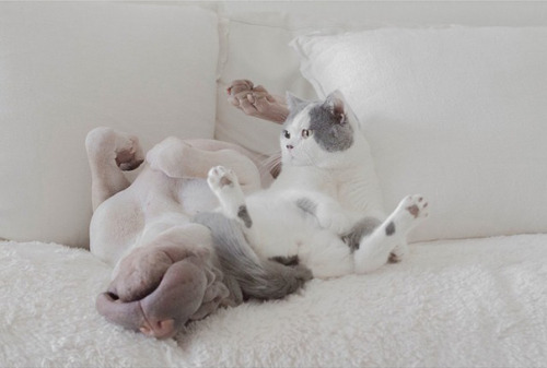 sic-transit-gavin:  strangevibezz:  boredpanda:    World’s Most Photogenic Shar Pei And His Cat Are The Best Friends Ever    I follow on Instagram  FUUUUUUUUUUUUCK 