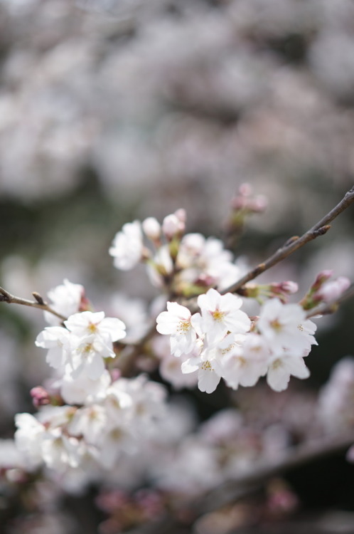 家族のお花見は近所の東川の桜です。 歩いて行けるのでビールも飲めるし ハルも一緒に楽しめるからね。 去年、初めて行ったけど 酒屋のおじさんが気前がいいんだ。 モツ煮やイカ焼きも売っていて ベンチに座っ