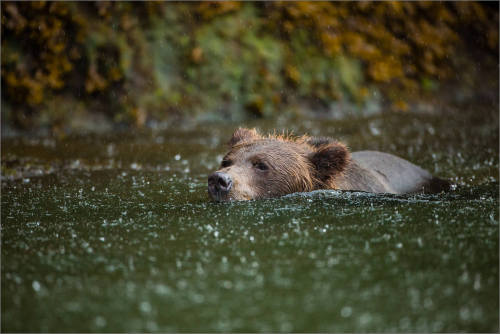 christophermartinphotography:  Under heavy rain with a Grizzly - a female bear swims in the Khutzeymateen Grizzly Bear Sanctuary north of Prince Rupert, BC, Canada: View Post 