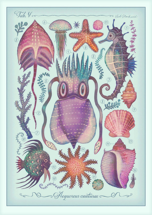 Aequoreus creaturae (or Marine creatures in Latin) is an illustration series inspired by vintage enc