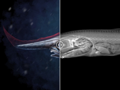 A bare-bones look at bizarre fishModern fish make up a huge part of Earth’s ecosystems, and cover a 