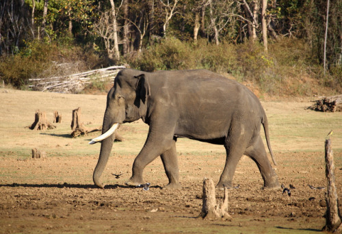 Bull elephant in Nagarhole National Park, India