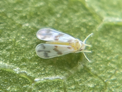 I See At Least One Cool Bug A Day, And Usually Many More, But Its Not Because I Live Anywhere Particularly