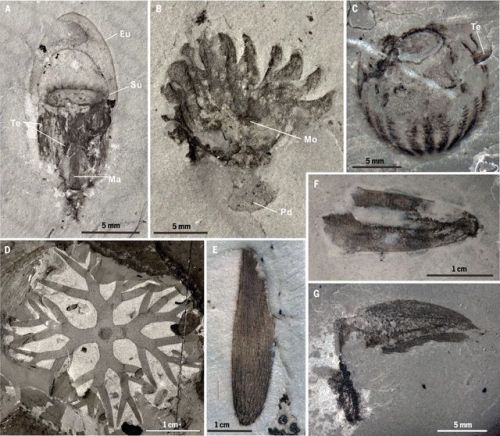 Meet the Qingjiang BiotaLagerstätte are wonderful things. A Lagerstätte is a deposit containing foss