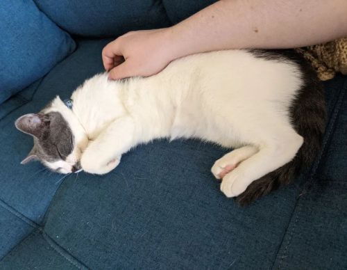 Penina is slowly figuring out that pettings on the couch are just as safe as pettings on the floor, 