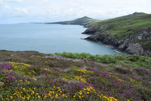 rherlotshadow:Pembrokeshire, Wales