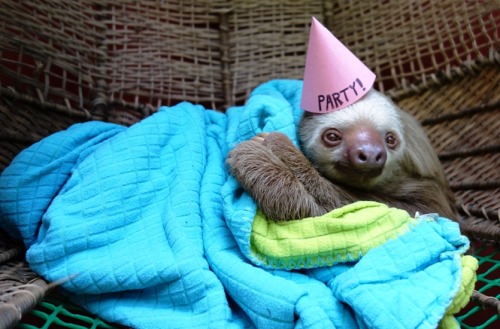 notjanebond:The party sloth is here, we can get started now.