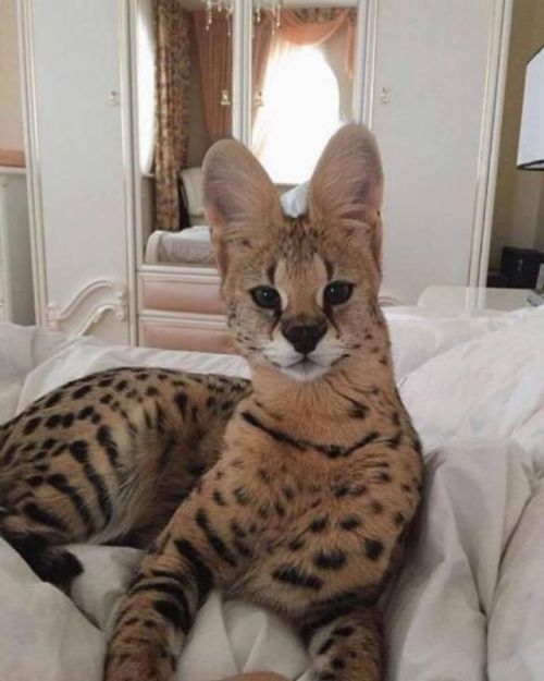 cerebrodigital:El Gato savannah es una raza de gato doméstico exótico que fue desarrollada por el ap