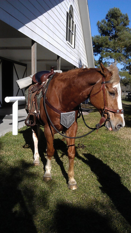 Got Epona’s Twilight Princess gear all prepared and fitted! All that’s left is to make h