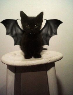 babyanimalgifs:  I am the night.