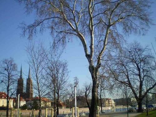 Trees in city Wroclaw, Poland.