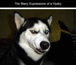 tastefullyoffensive:  The Many Expressions of a Husky [via]Previously: Derpy Dogs