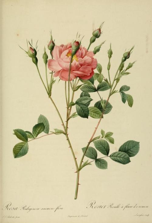 heaveninawildflower:  Rosa Rubiginosa by Pierre-Joseph Redouté. Plate from ‘Les Ro