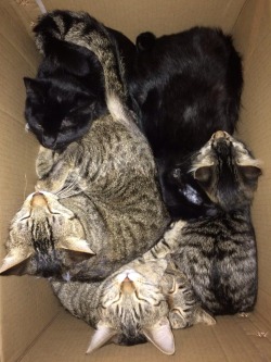 reijiakabutt:  We fit six cats into a box