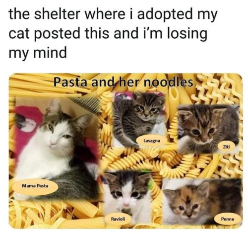 Your Daily Dose Of Cat Memes