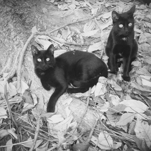 Obsessing over these little black panthers.. #bestcats_oftheworld #catlife #catloversclub #cat_featu