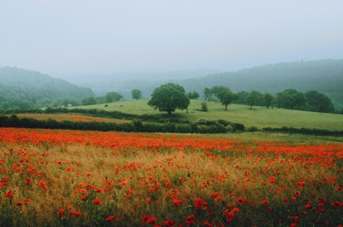 j-k-i-ng:“Poppies” by | Daniel CassonPeak District, Derbyshire, United Kingdom