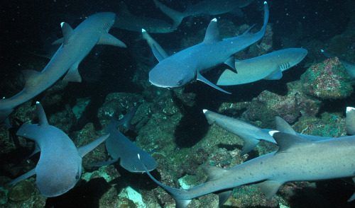 sheerdarwinism:  Large, well-established and isolated Marine Protected Areas boost shark numbers The