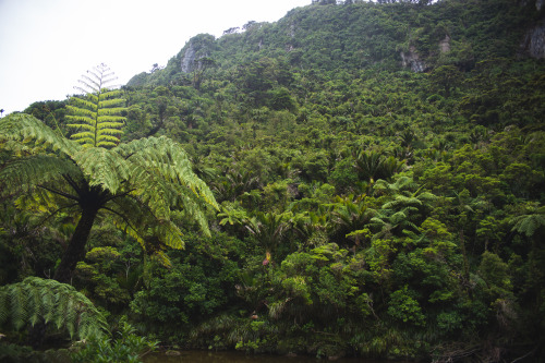 kaitlynefallon:Paparoa National Park