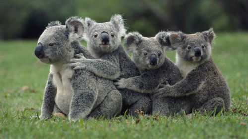 devorantismare:  Australia I love you :) 