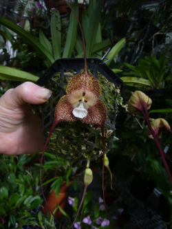 orchid-a-day: Dracula simia Syn.: Masdevallia