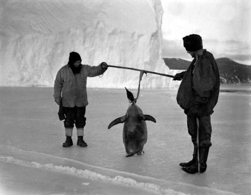 On 1st April in…1911 Expedition team members Clissold and Anton inspecting an Emperor penguin