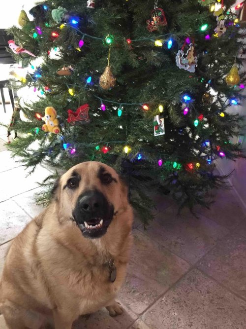 cute-overload:  She still believes in Santa.http://cute-overload.tumblr.com