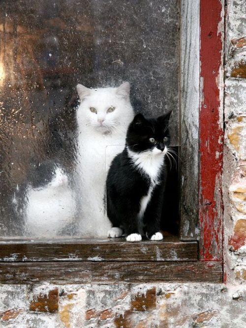 pagewoman:Kittens in Barn Window  by barblassa