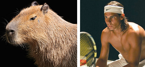 tastefullyoffensive:  See more at Capybaras That Look Like Rafael NadalPreviously: Celebrities Who Look Like Mattresses 