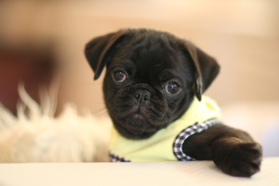 Ⓘ ⓁⒾⓀⒺ ⓉⒽⒾⓈ wait I (^‿^) Love it! (^‿^)
http://www.teacuppuppiesstore.com/PugsForSale.html
Meet Pauline, one of the cutest little Pugs you will ever find. Pauline is still young and developing her own personality, but mom and dad are really...