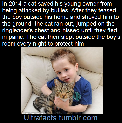 ultrafacts:  The cat’s name is Smudge (Fact Source)  Follow Ultrafacts for more