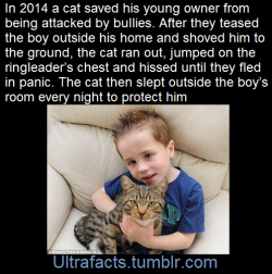 ultrafacts:  The cat’s name is Smudge (Fact