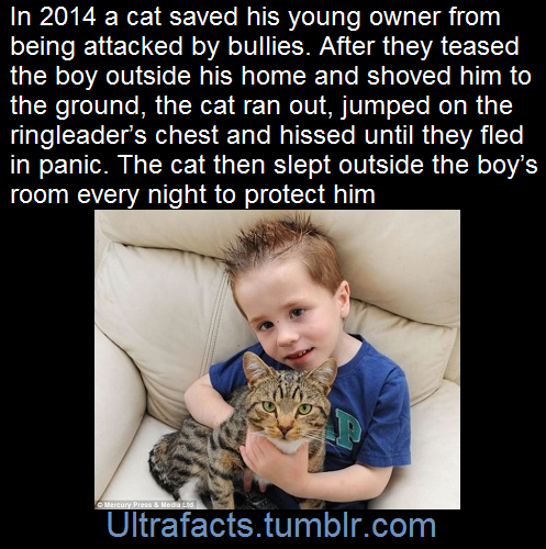 hooligan-nova:  fattyatomicmutant:  ultrafacts:  The cat’s name is Smudge (Fact Source)  Follow Ultrafacts for more facts   When people say cats aren’t as loyal as dogs are  reminds me of this: 