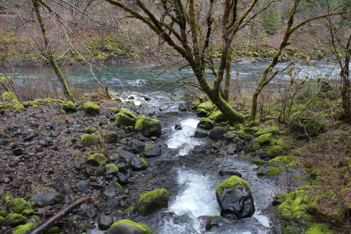 North Umpqua Trail - Mott Segment by Richard O'Neill