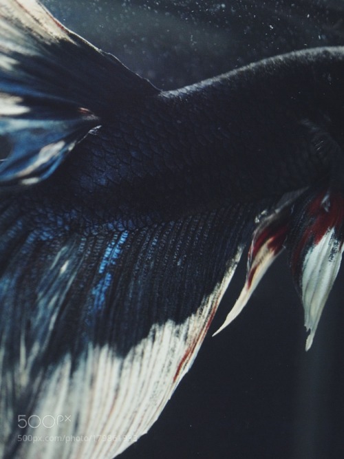socialfoto:  betta  by Iroquois 