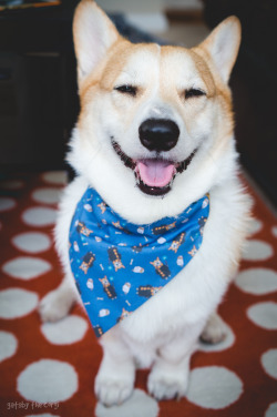 gatsbyadventures:  Wearing their “Corgi Potter” bandanas in honor of Harry Potter’s (and J.K. Rowling’s) birthday today. 